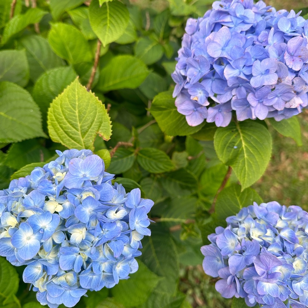 Meet your Posher, Let’s Do It